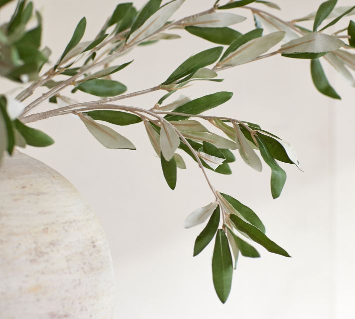 Real Olive Branches Fresh/Dry  Buy Online – Hello Eucalyptus