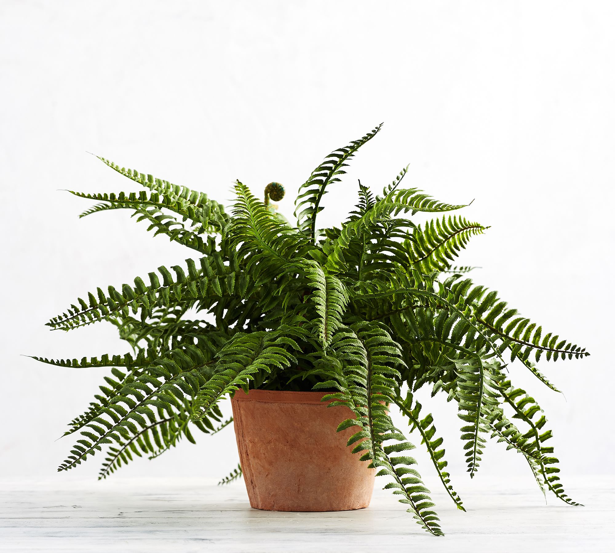 Faux Boston Fern Houseplant