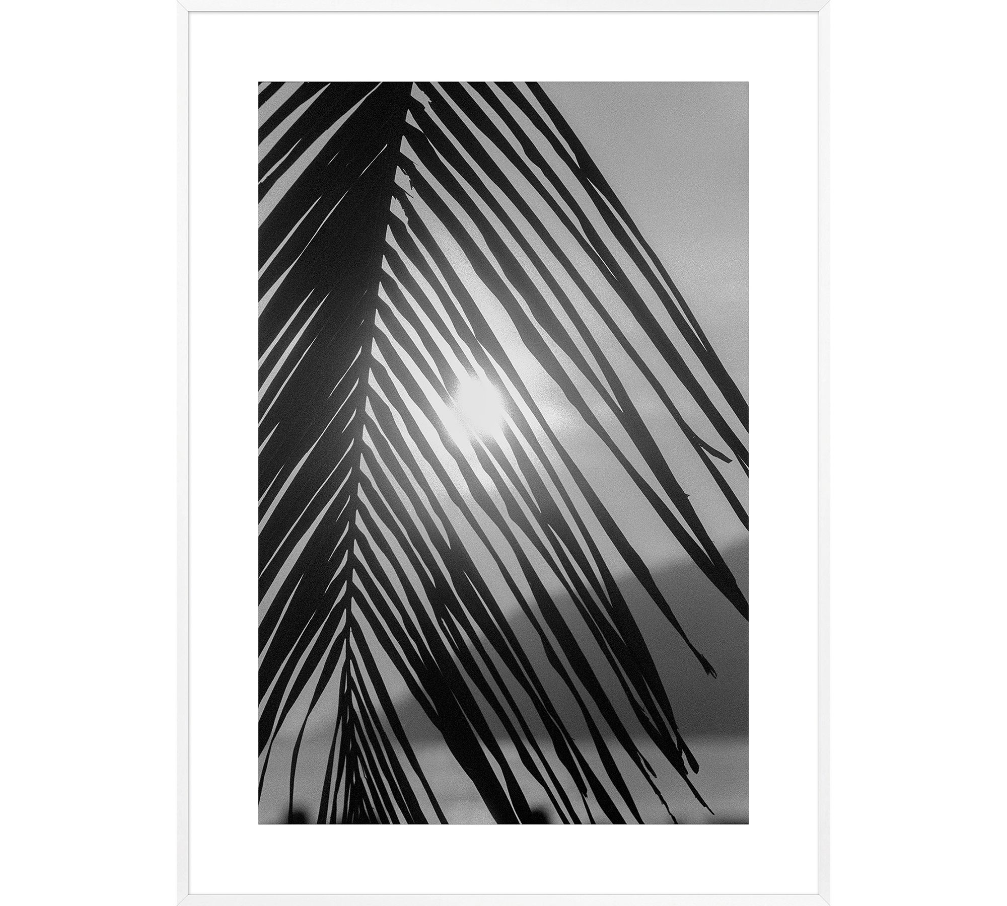 Palm Sun by Leco Moura