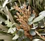 Fresh Olive &amp; Sorghum Wheat Wreath