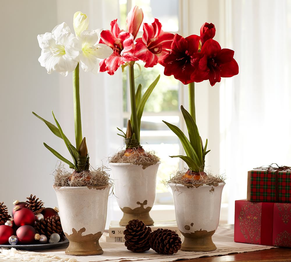 Live Amaryllis Bulb in Tuscan Cachepot