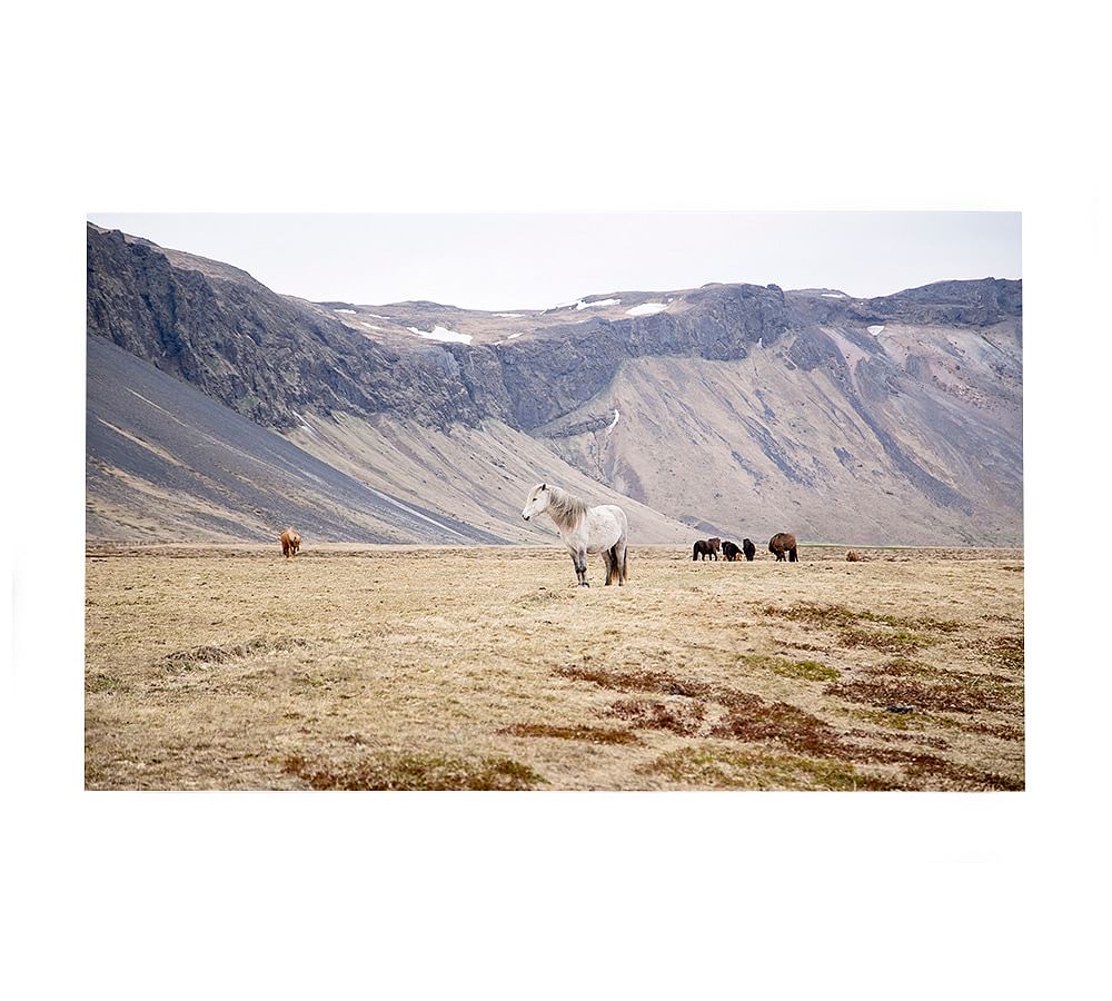 Icelandic Horses by Jennifer Meyers