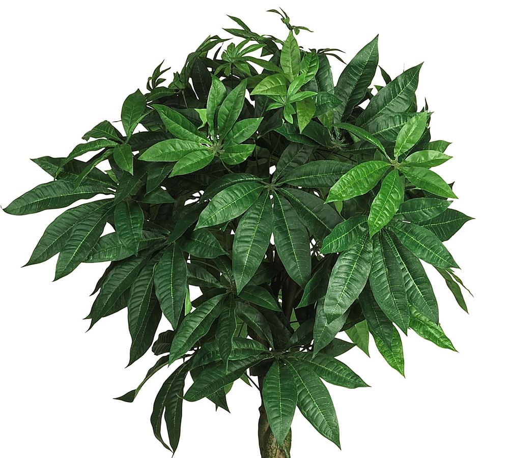 $100 Potted Braided Money Tree Pet Friendly Plant - The Flower Bar