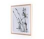 Cherry Blossoms Framed Prints by Amy Bautz