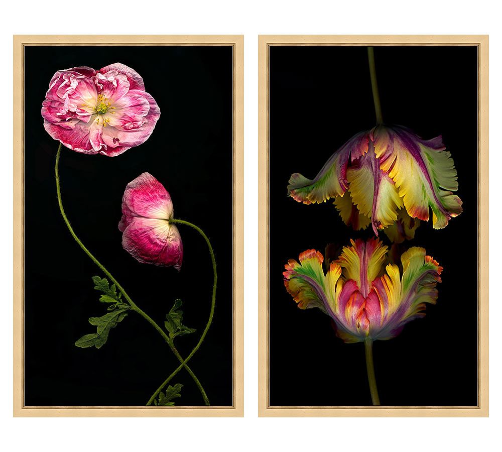 Tendril Blooms &amp; Parrot Tulips Framed Print