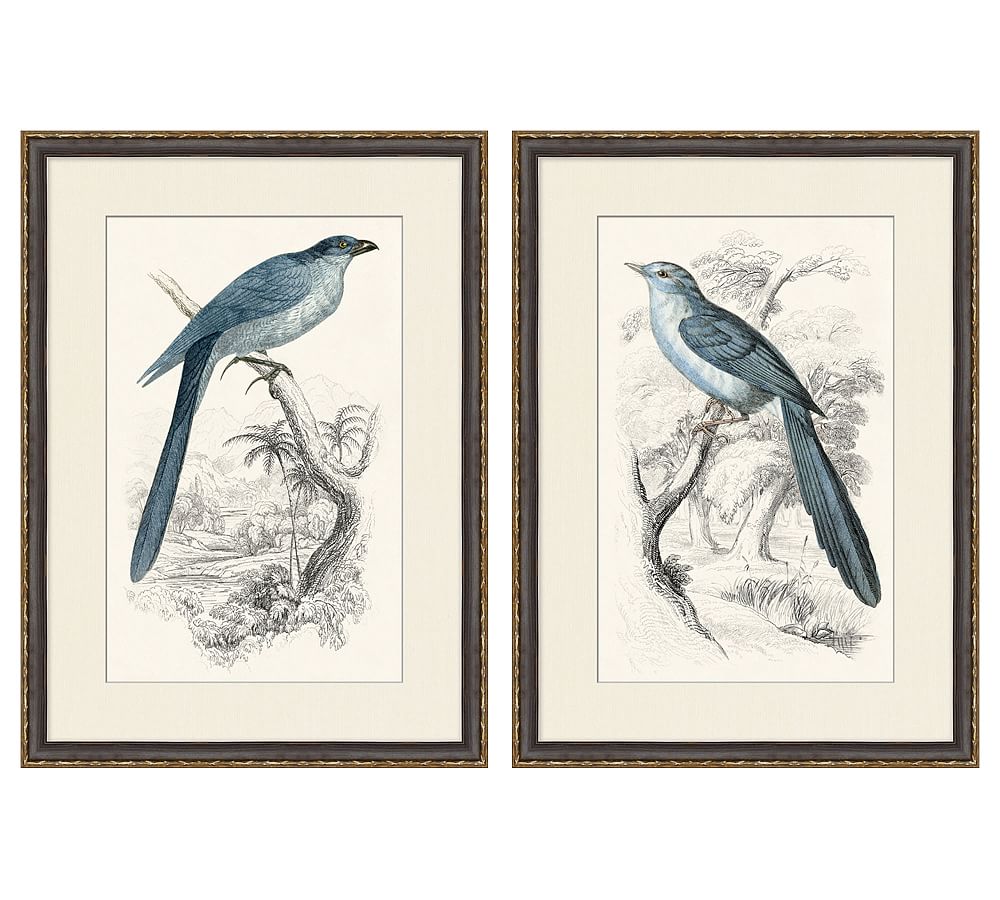 Traditional Bird Framed Paper Prints