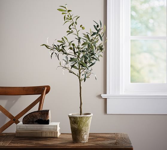 Small Potted Olive Tree Pottery Barn