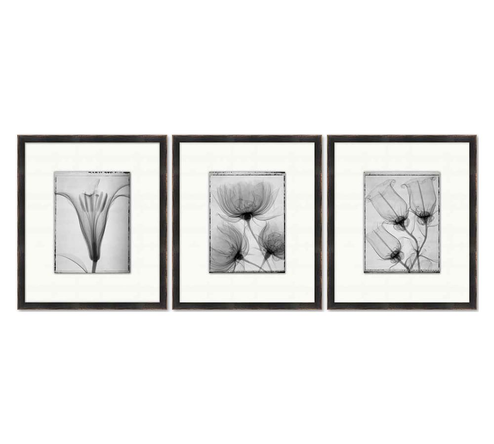 Floral X-Ray Framed Prints