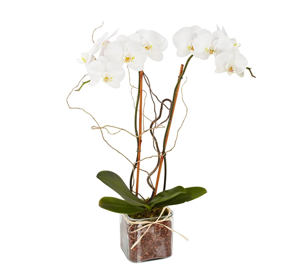 Live Phalaenopsis Orchid In Glass Vase
