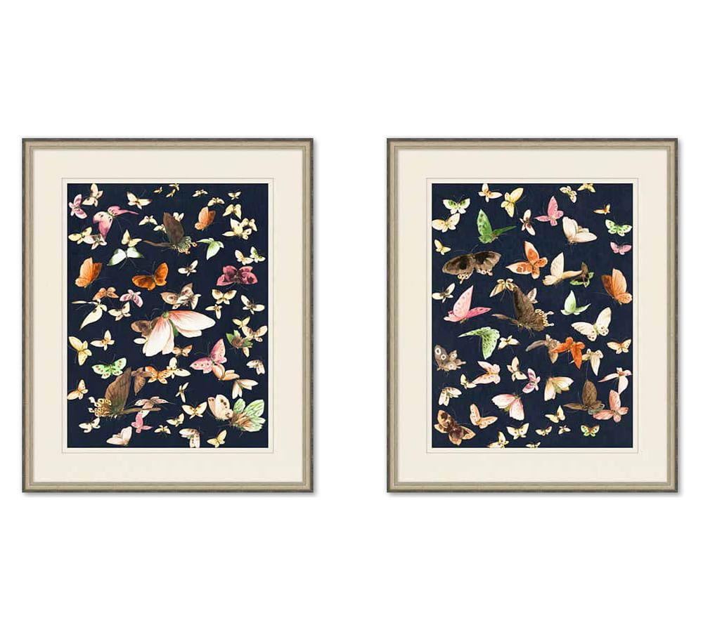 Butterfly Collection Framed Prints
