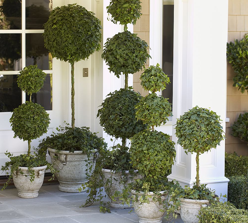 Live Ivy Ball Topiary on Stem