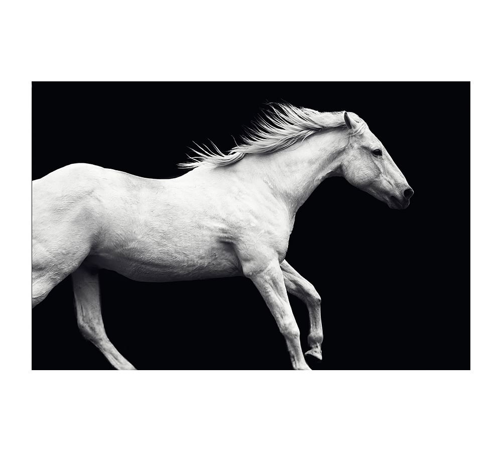 White Horse On Black Framed Paper Print by Jennifer Meyers