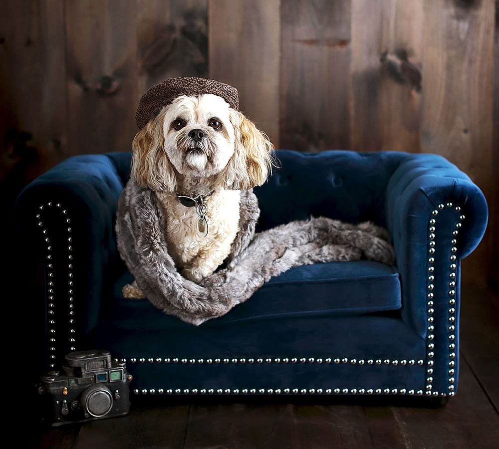 Dog 2025 bed chesterfield