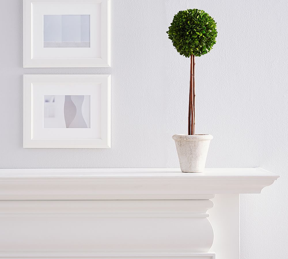 Preserved Potted Boxwood Ball Topiary