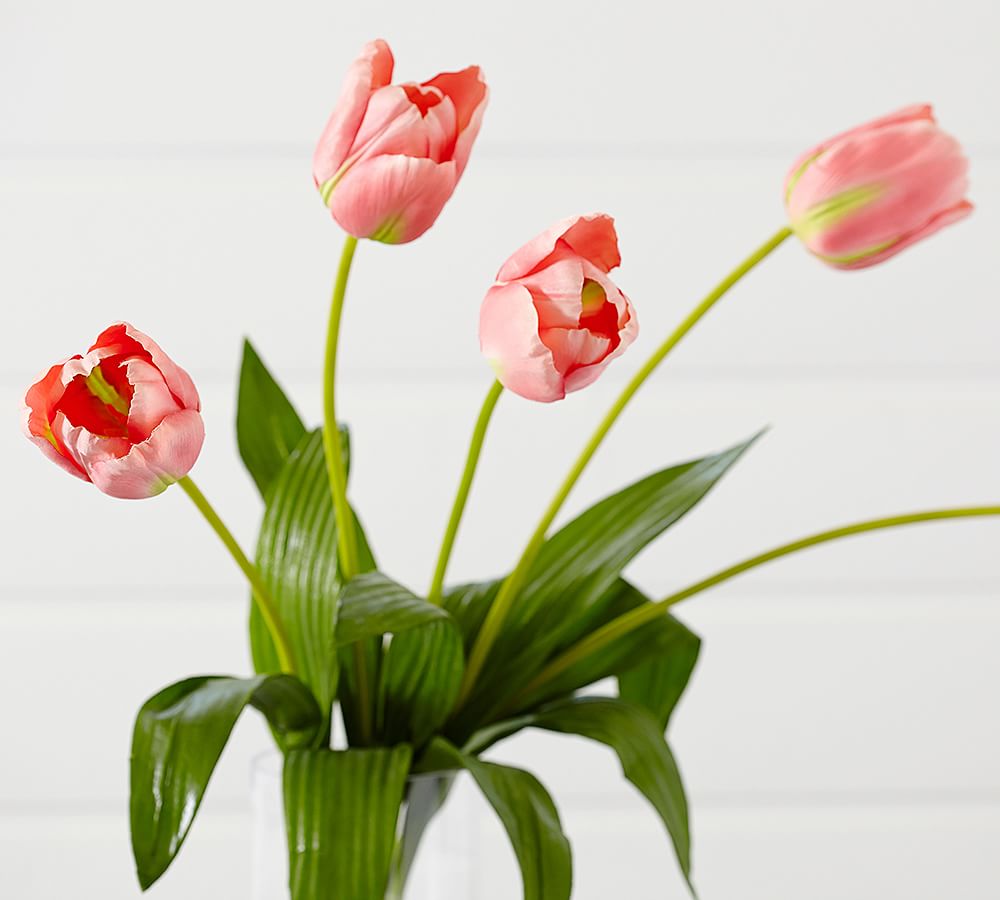 Long Stem Tulip - Pink