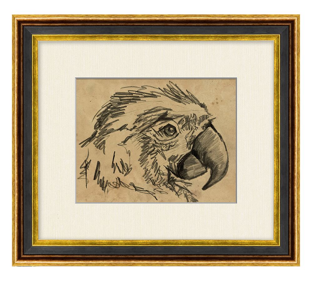 Macaw Sketch