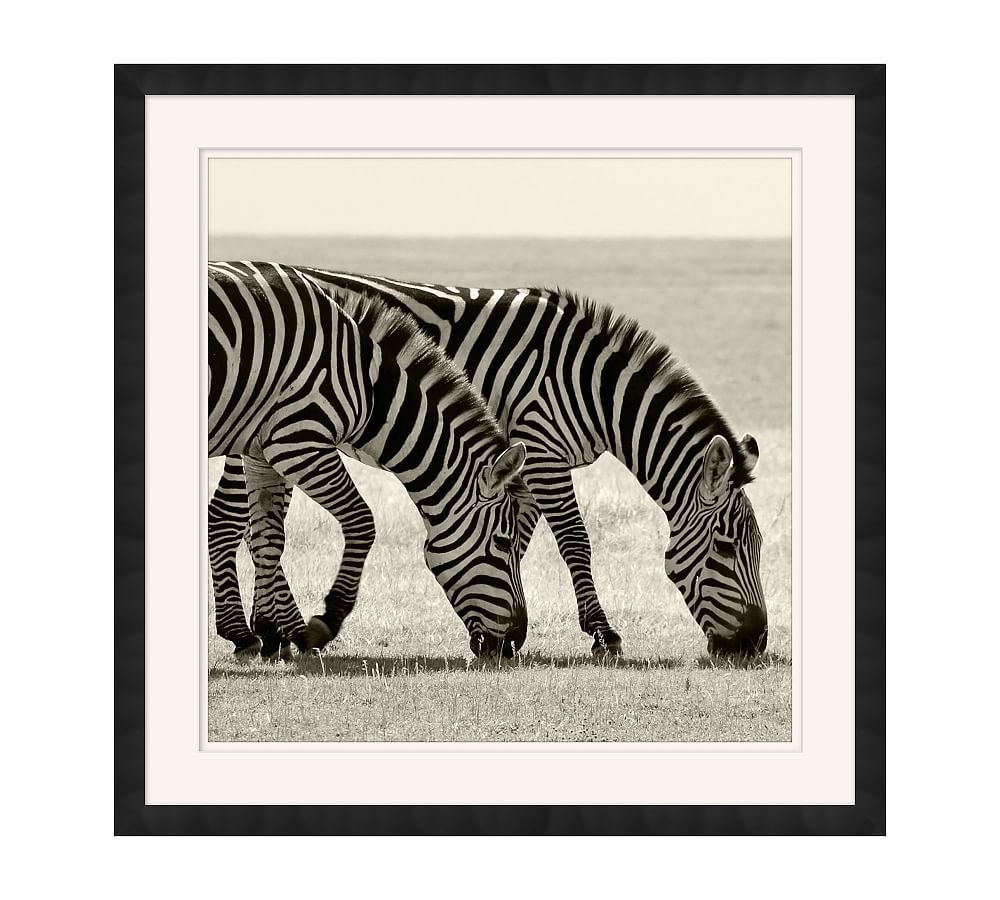 Safari Zebra Framed Print
