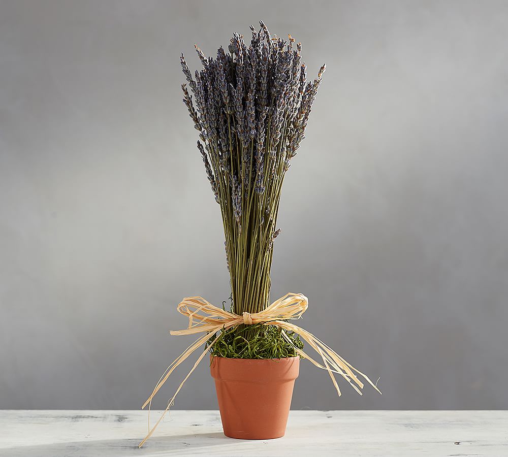 Dried Lavender in Clay Pot