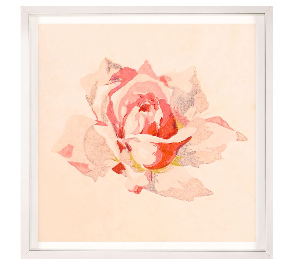 Red Rose Head Framed Print