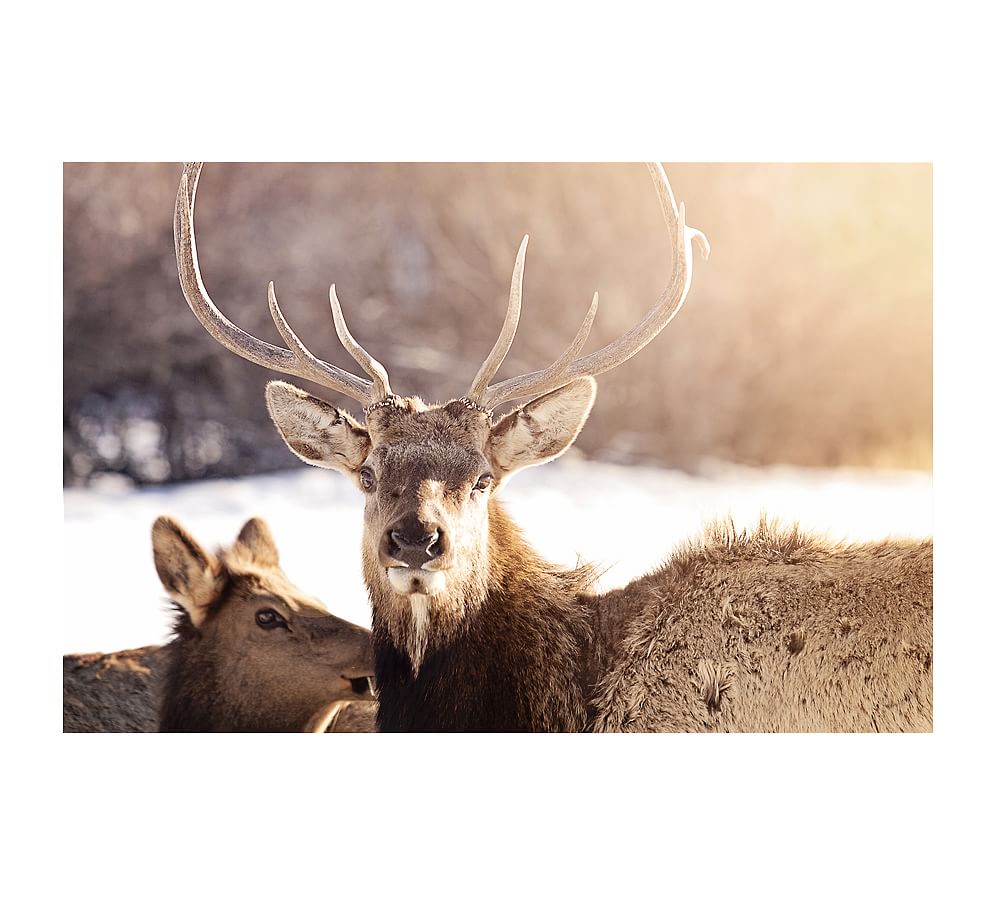 Sun Elk Framed Print by Jennifer Meyers
