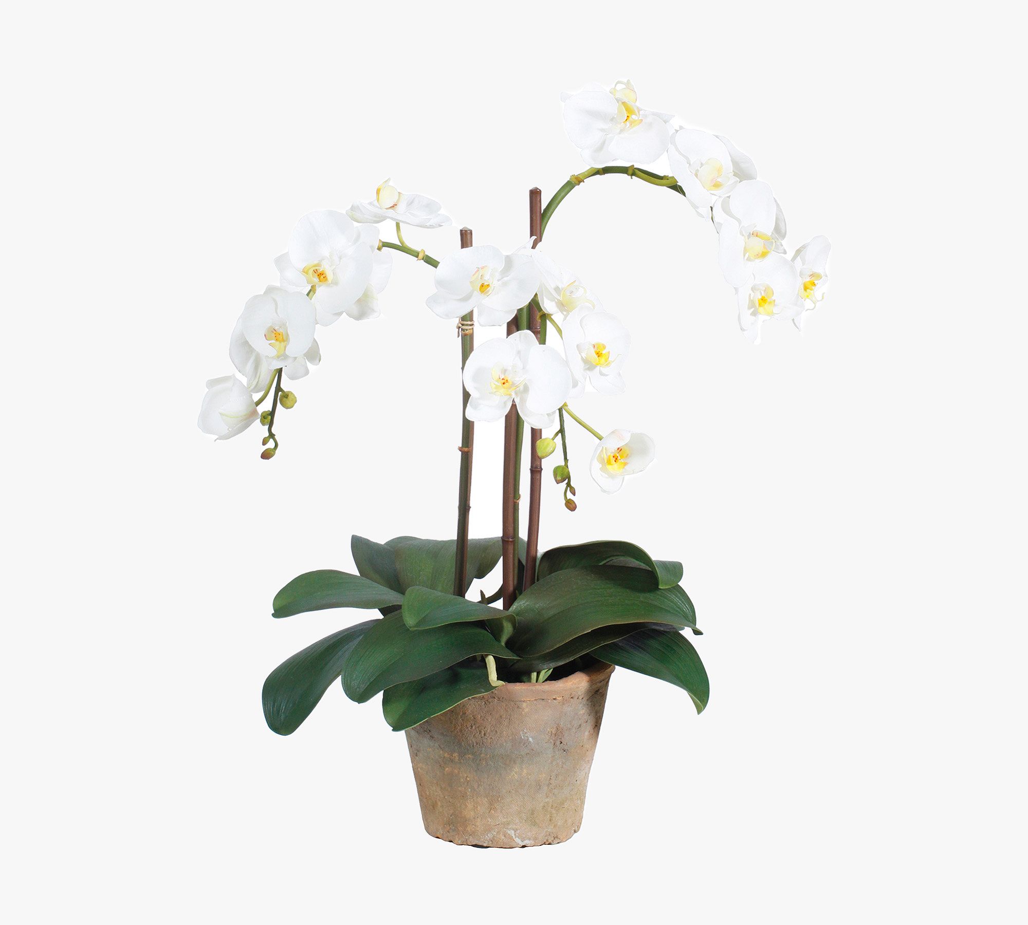 Faux Phalaenopsis Planter