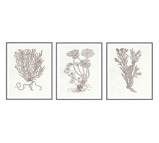 Botanical Study Series 2 Wall Art Pottery Barn