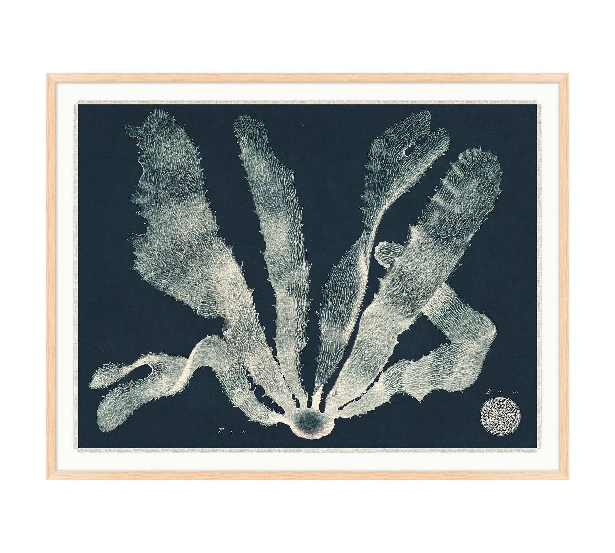 Sea Plant On Navy Framed Print