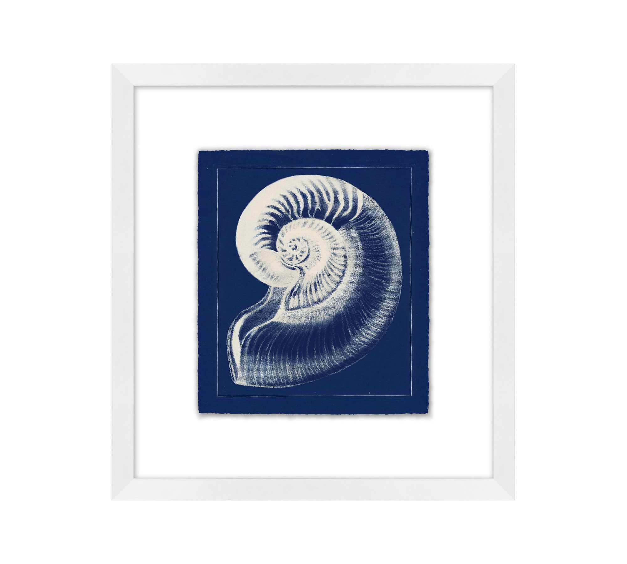 Nautilus Shell Framed Print