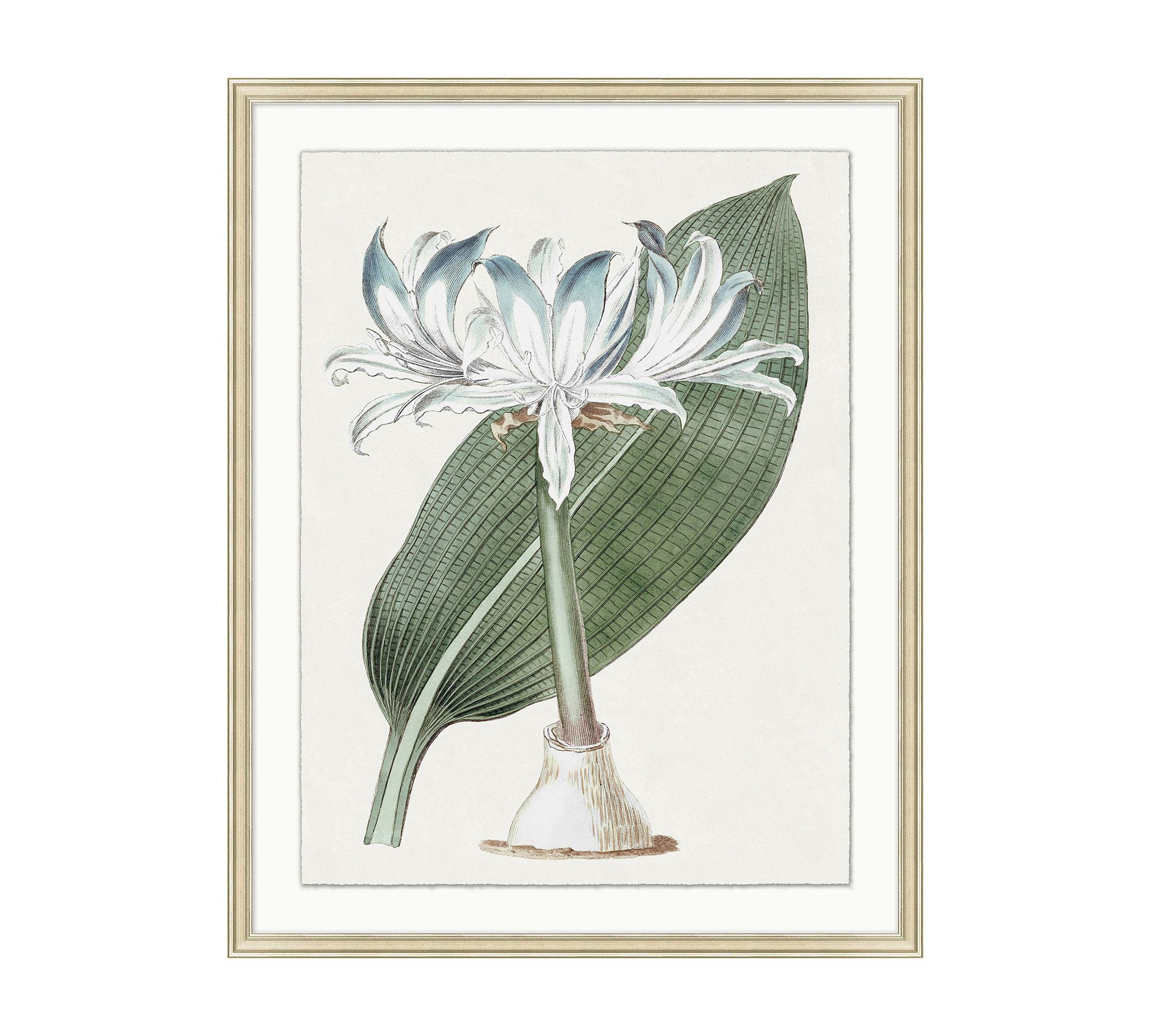 Muted Floral Illustration Framed Print