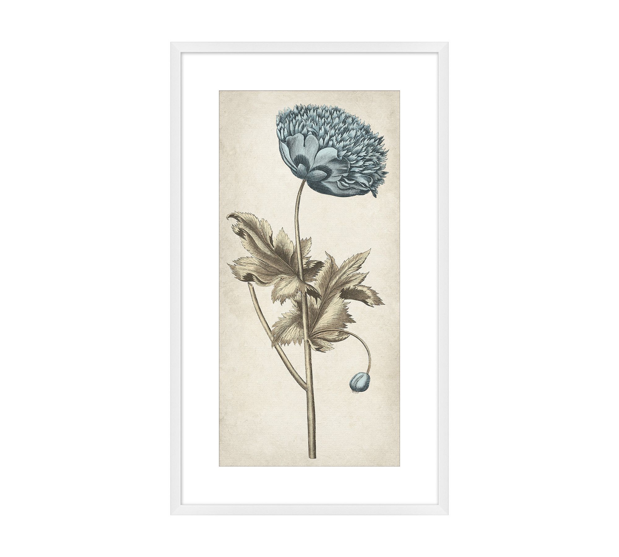 Floral Etching Framed Print