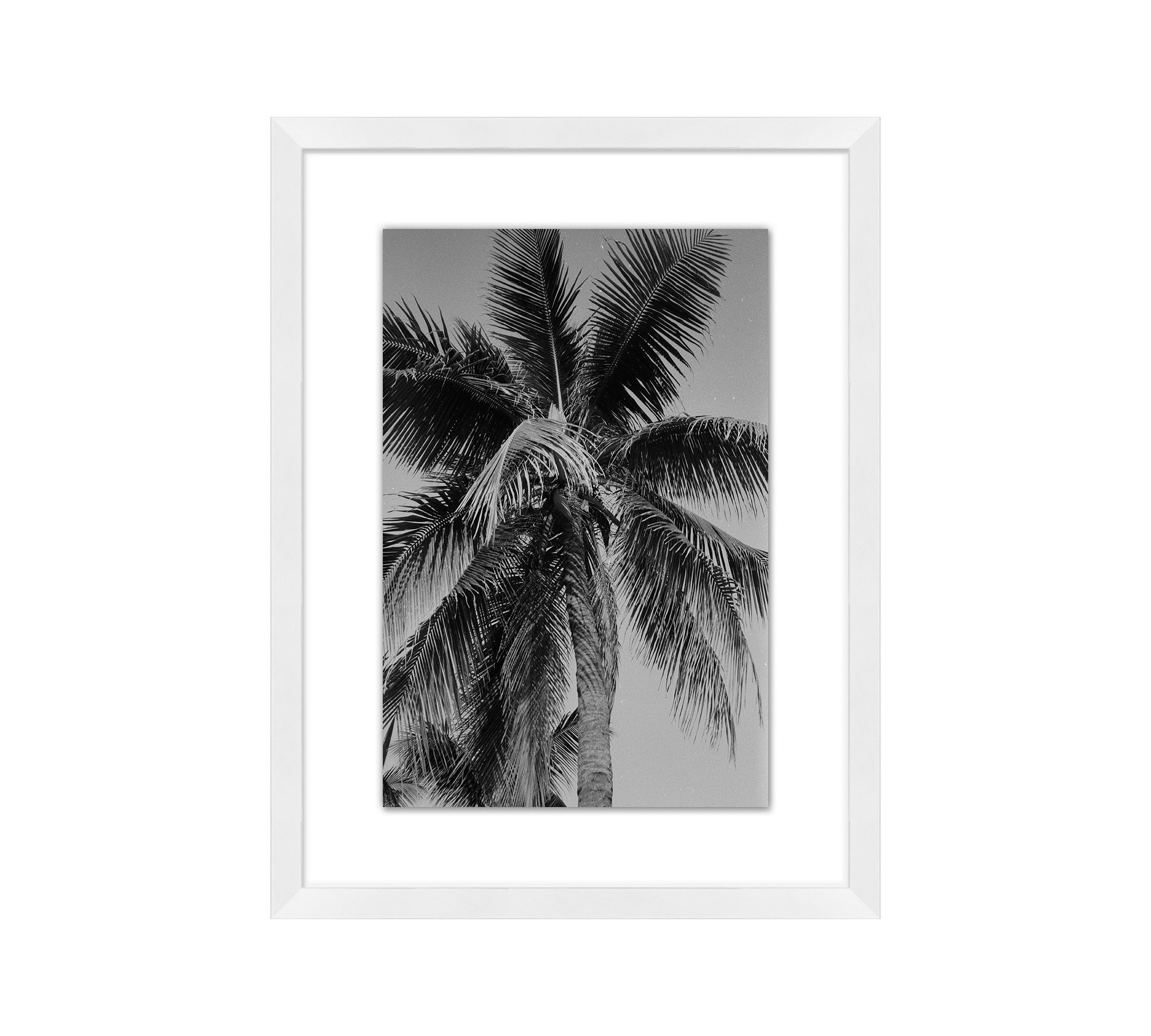 Cropped Palm by Leco Moura