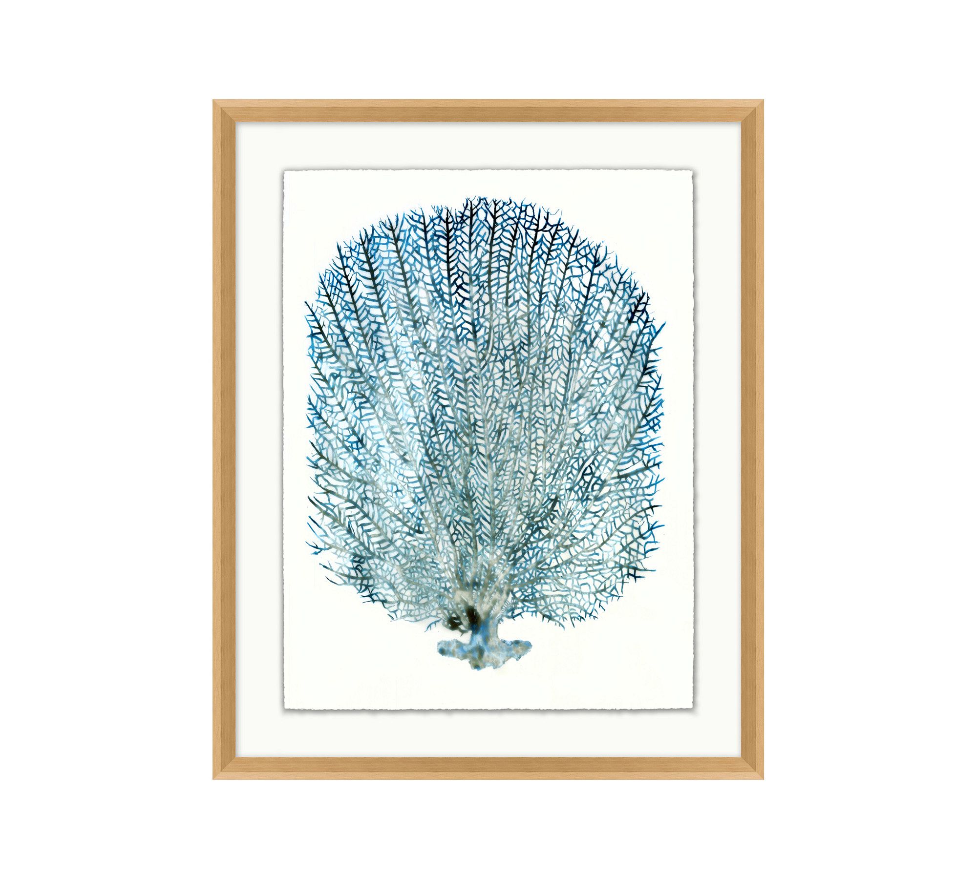 Teal Sea Fan Framed Print