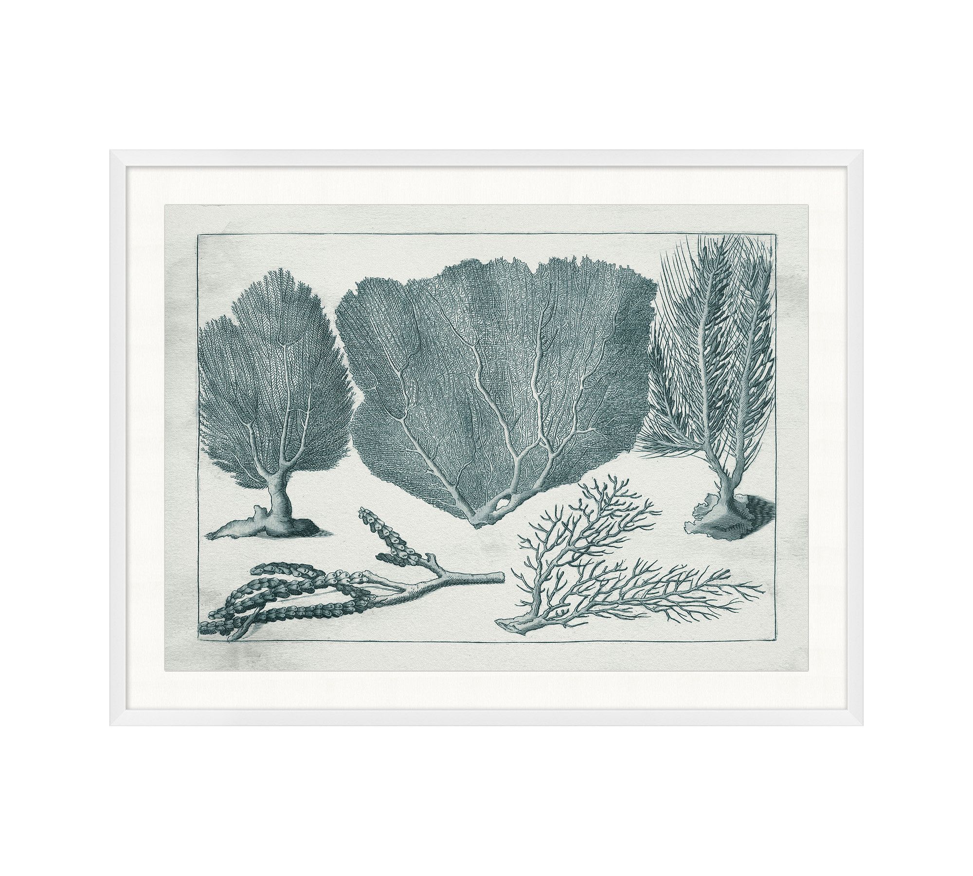 Ocean Flora Framed Print