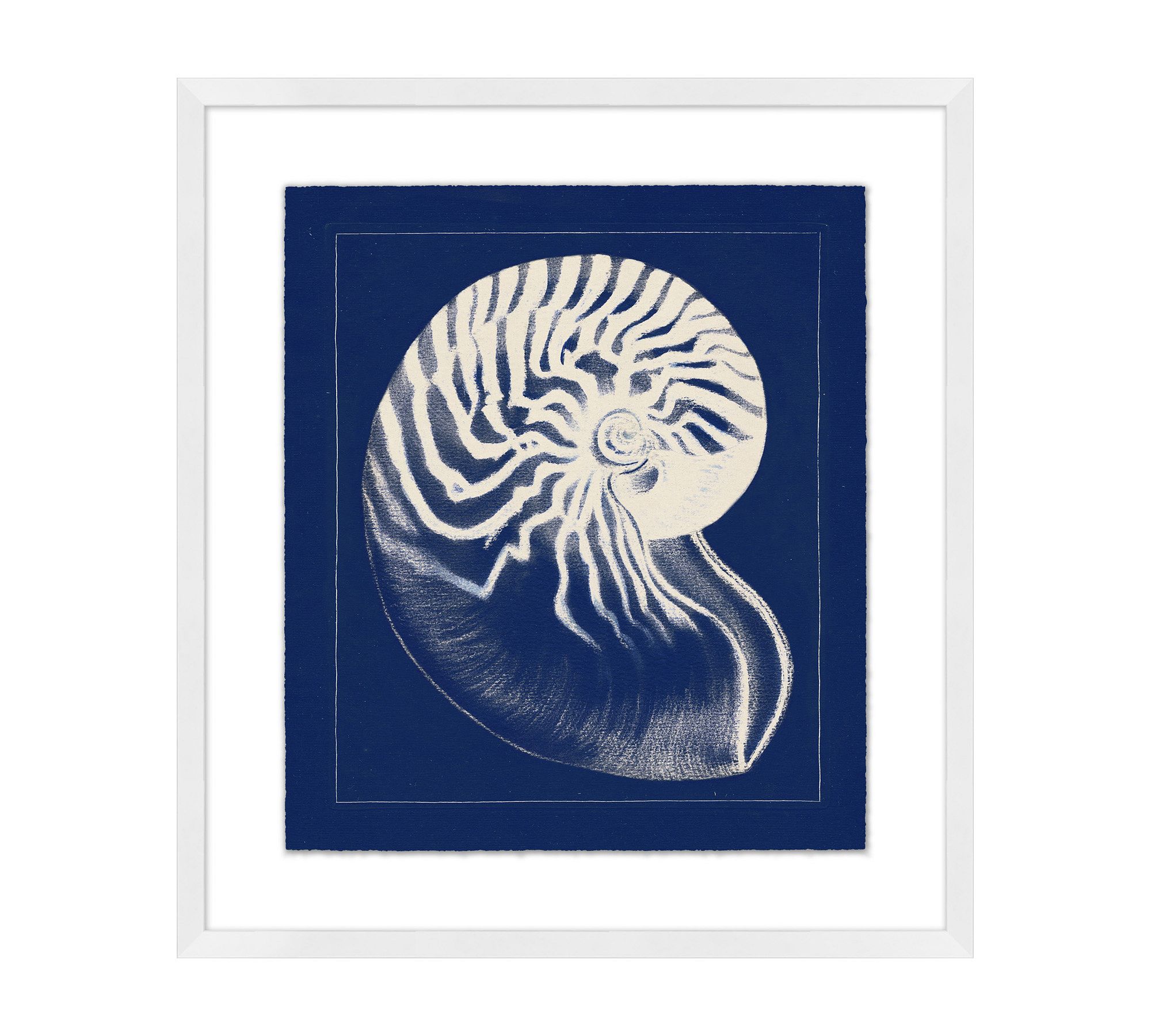 Nautilus Shell Framed Print