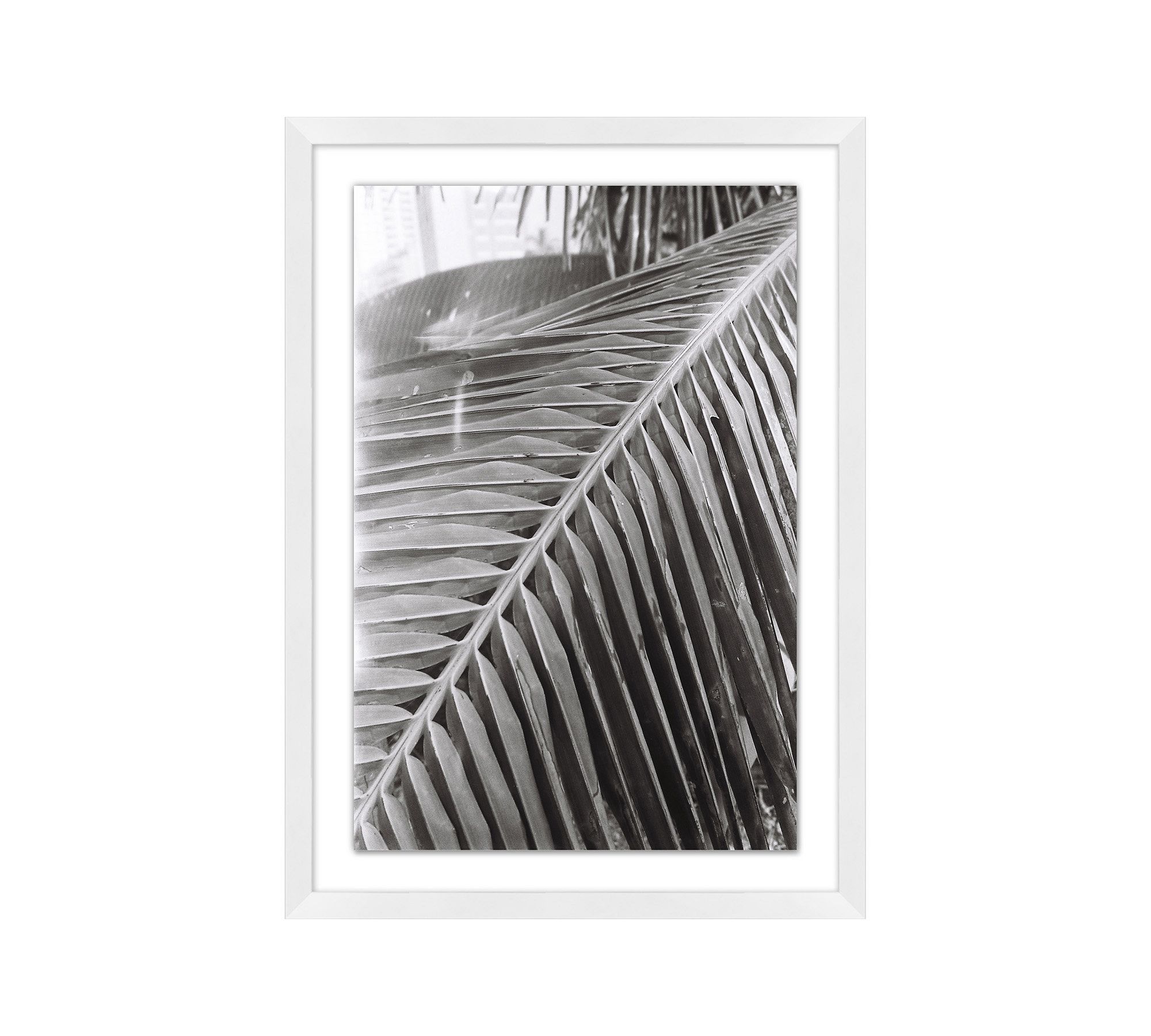 Palm Spine by Leco Moura
