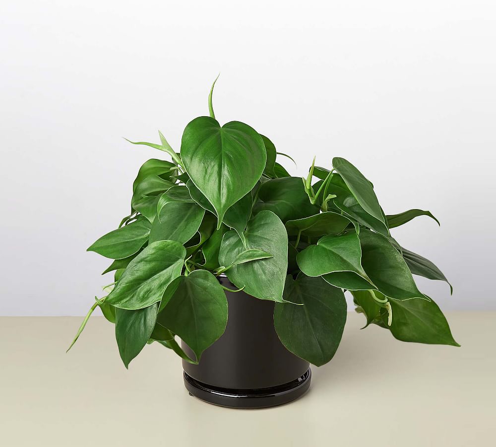 Healthy Home Brasil Heartleaf Philodendron Tropical Plant in Tricolour  Ceramic Deco Pot