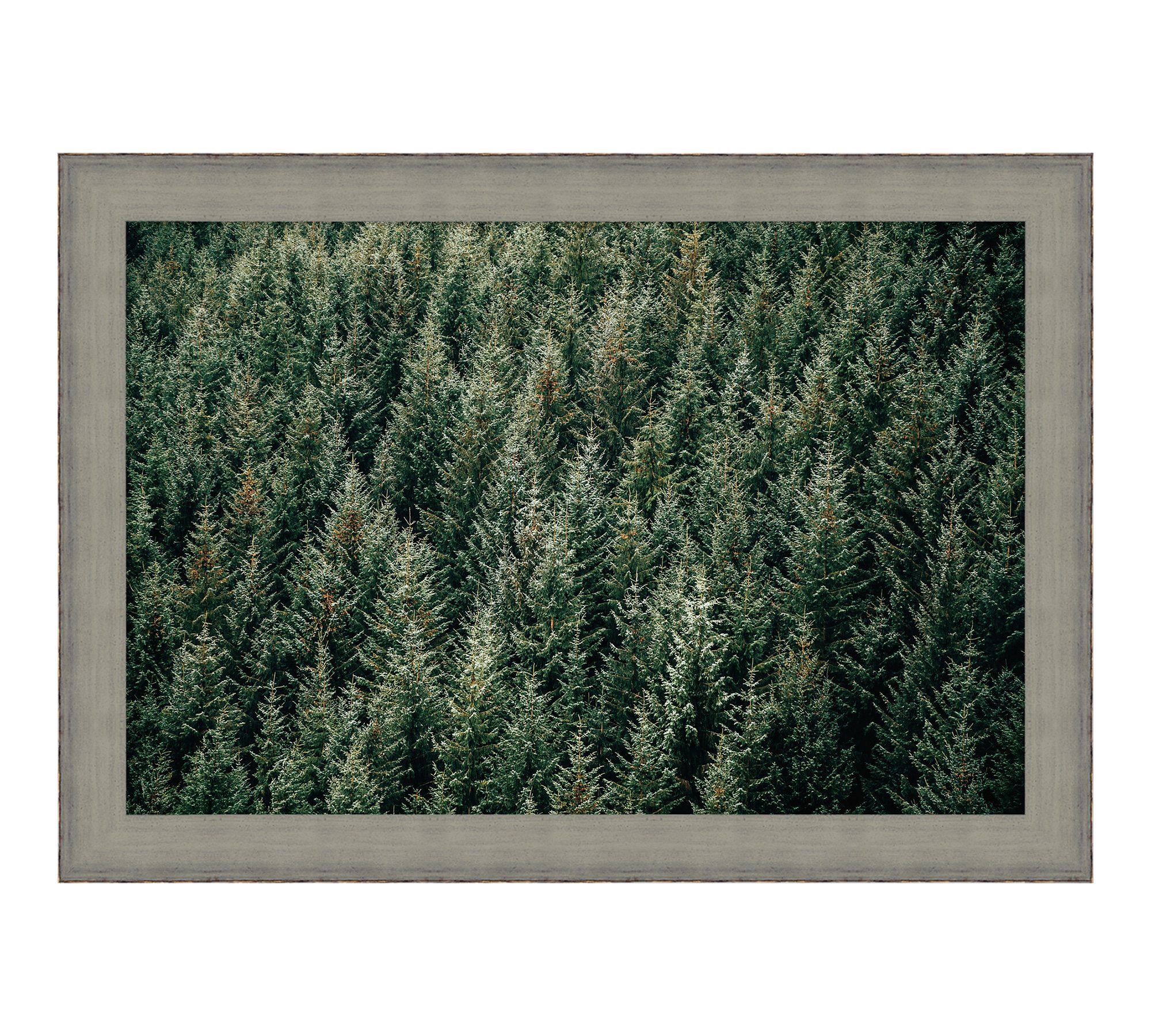 Aerial Evergreen Forest Framed Print