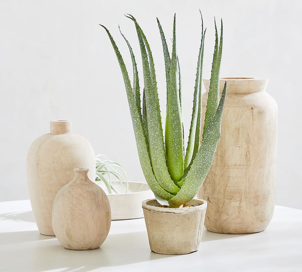 Aloe/Succulent in Ribbed Pot at