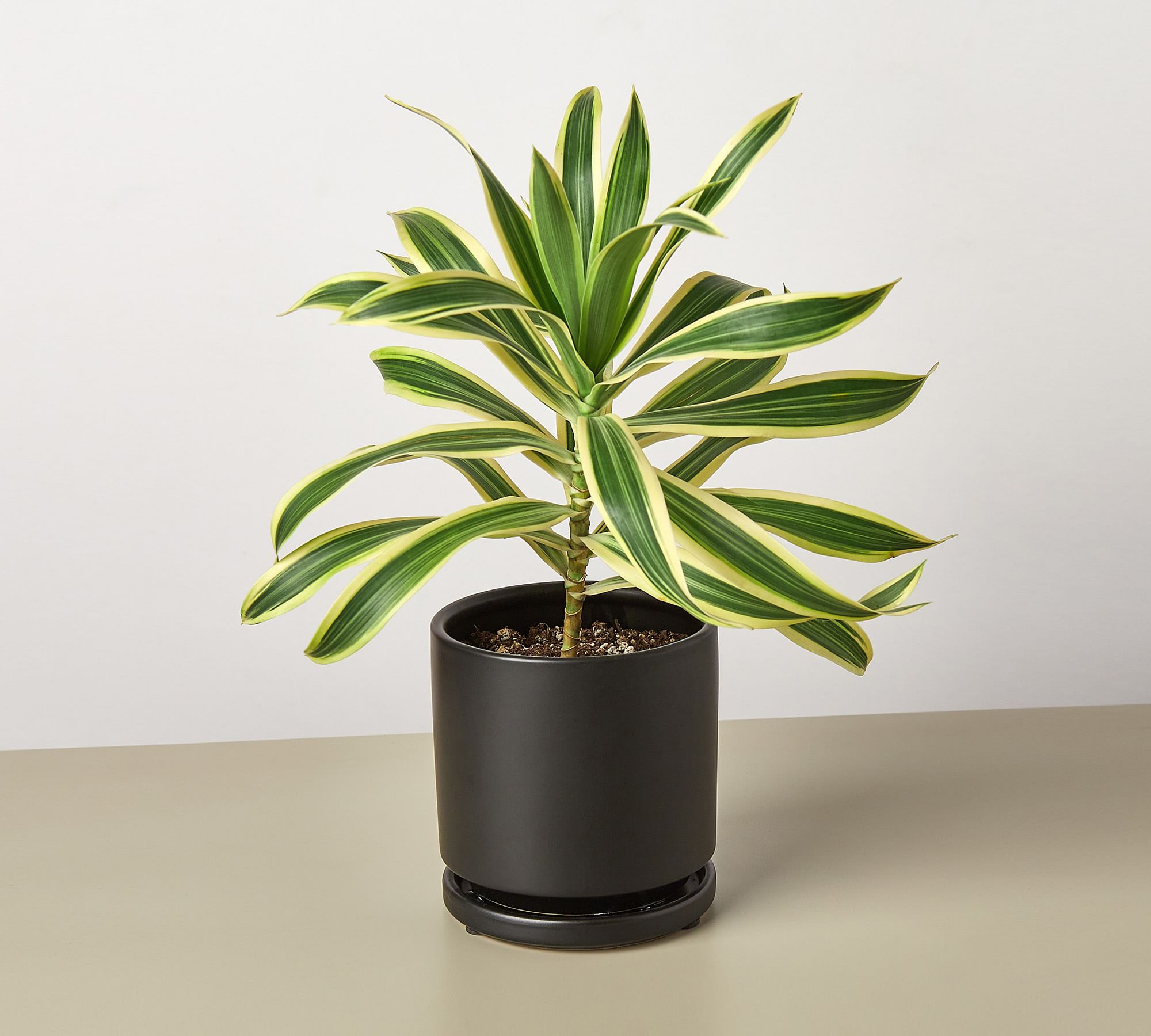 Live Dracaena Song of India Planter
