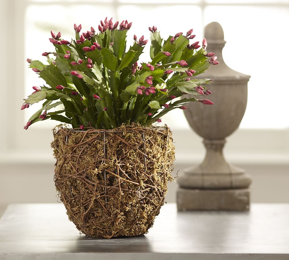 Live Christmas Cactus in Moss Pot