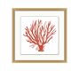 Red Coral Framed Print