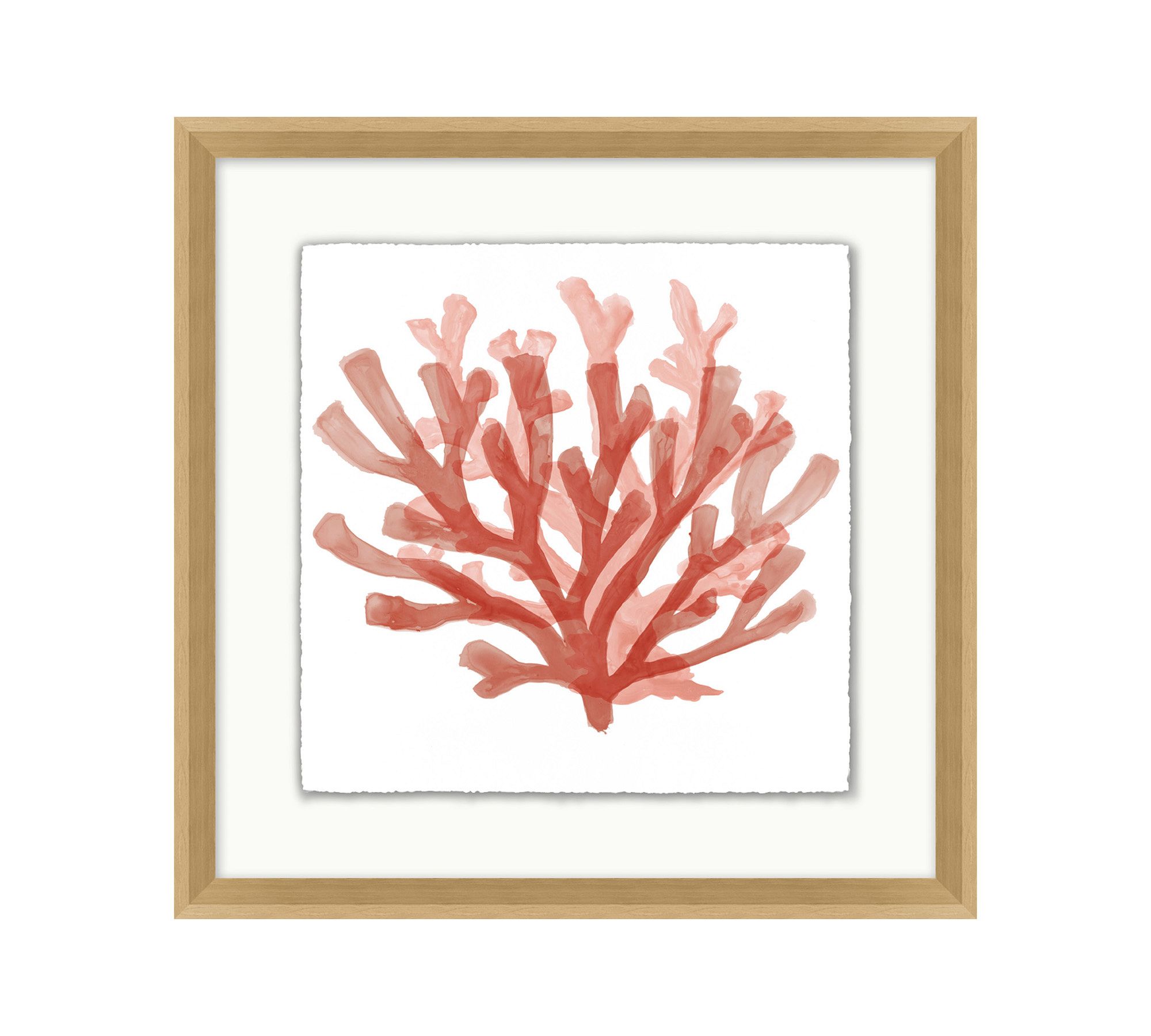 Red Coral Framed Print