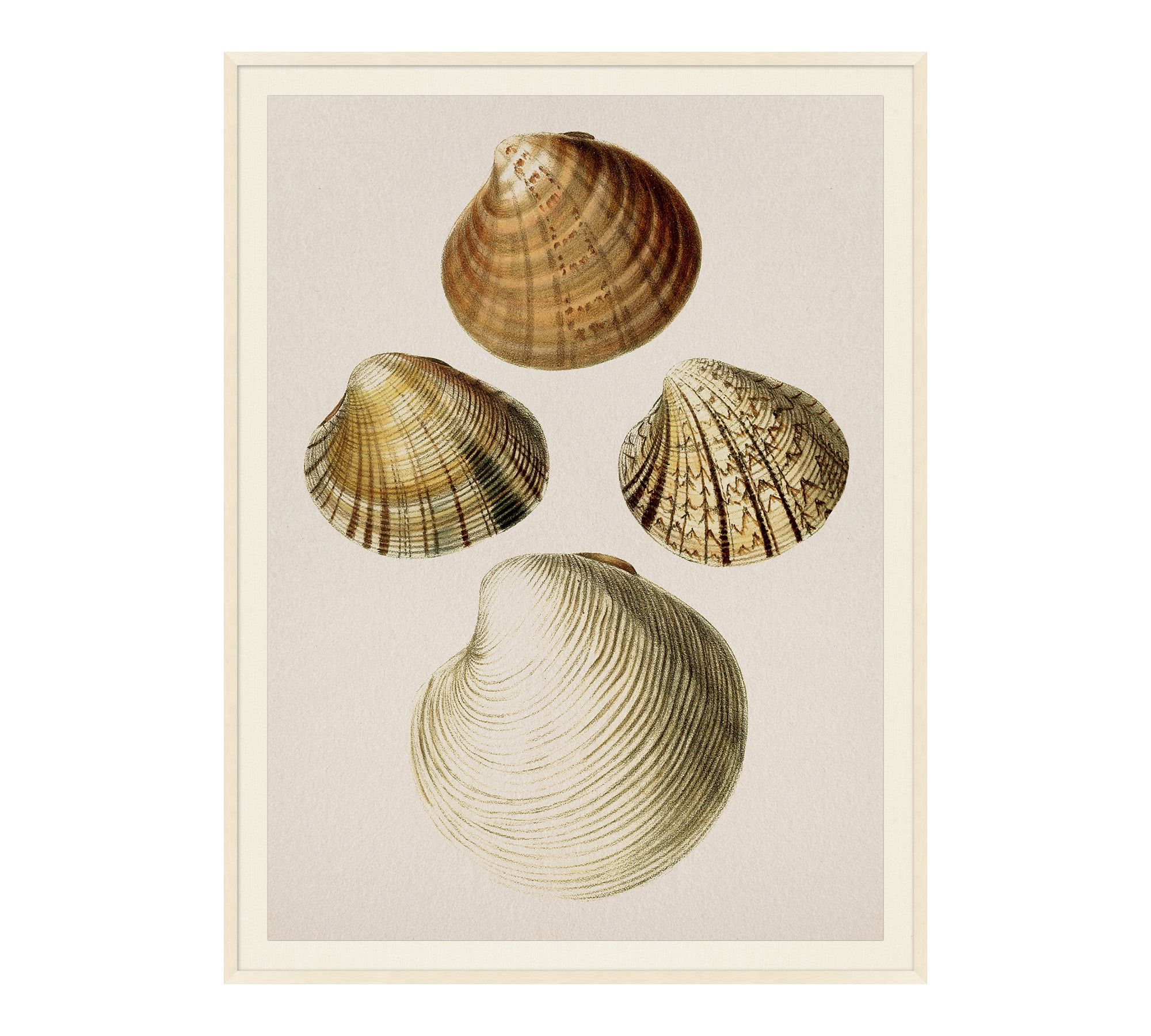 Study Of Shells Framed Print