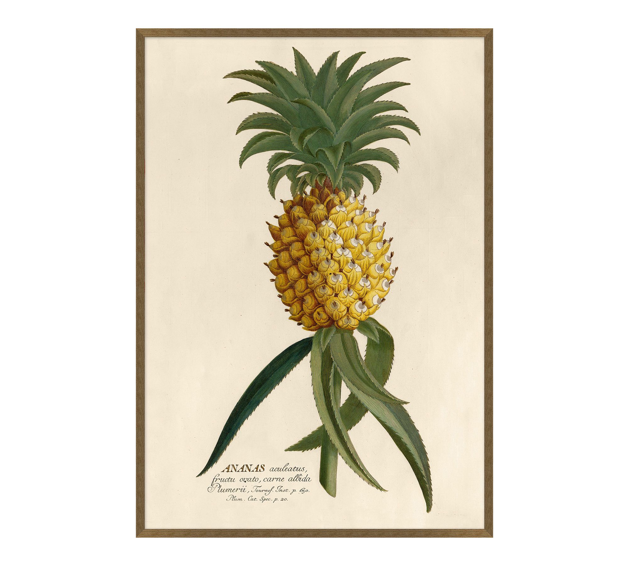 Ananas Framed Print