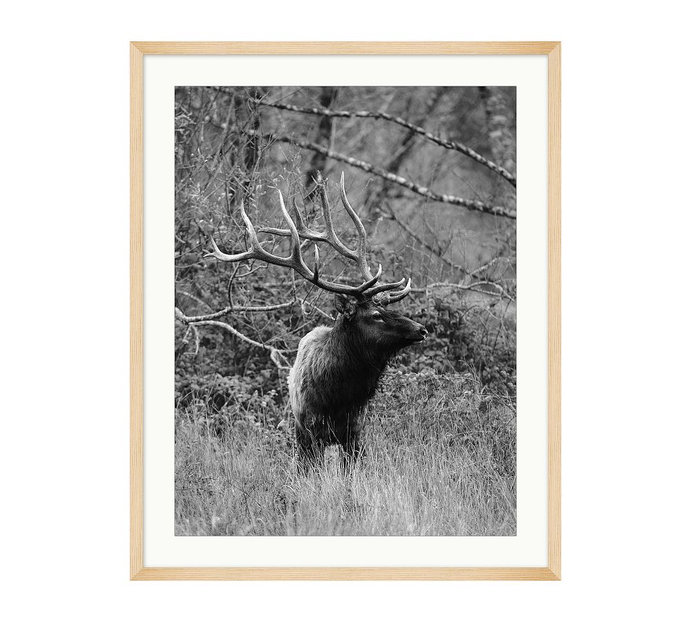 Forest Guardian by Meg Haywood Sullivan Pottery Barn