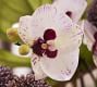 Faux Phalaenopsis &amp; Orchid Mixed Arrangement