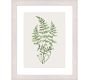 green-fern-framed-print