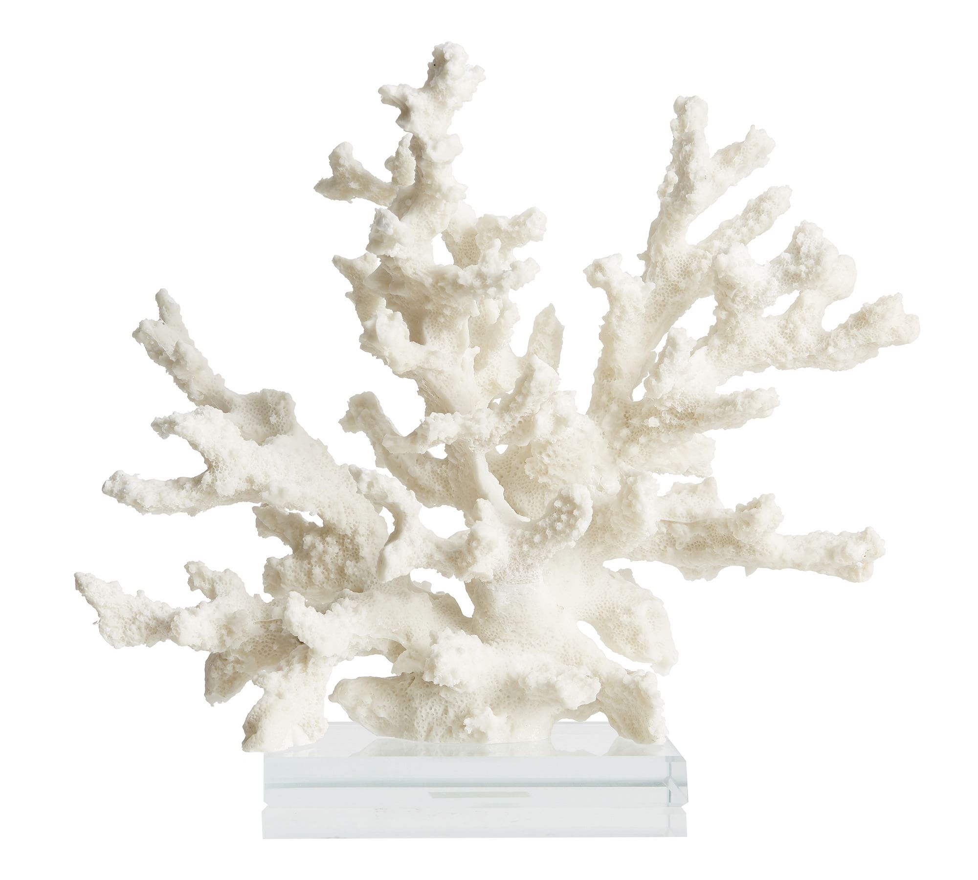 Branching Coral With Clear Glass Base