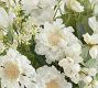 Faux Composed White Blooms By Juliet