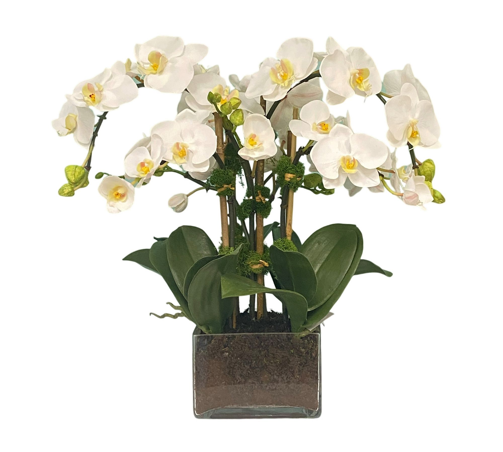 Faux Orchid Phalaenopsis Arrangement Square Vase